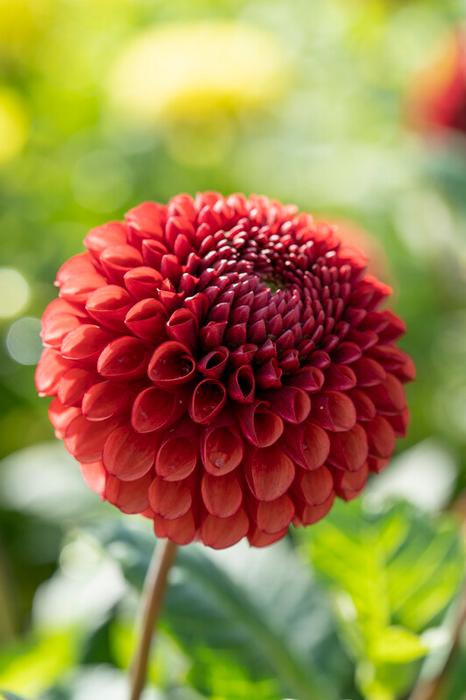 Wholesale Dahlia Ball 'Copperboy' (Ships in Spring) - Dahlia | A.D.R. Bulbs