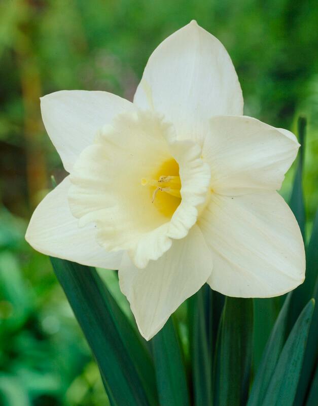Wholesale Narcissi Trumpet 'Mount Hood' - Daffodil | A.D.R. Bulbs