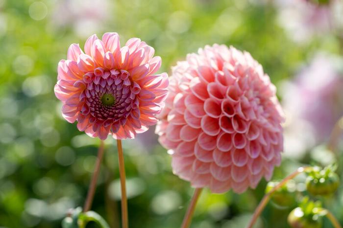 Wholesale Dahlia Ball 'Linda's Baby' (Ships in Spring) - Dahlia | A.D.R. Bulbs