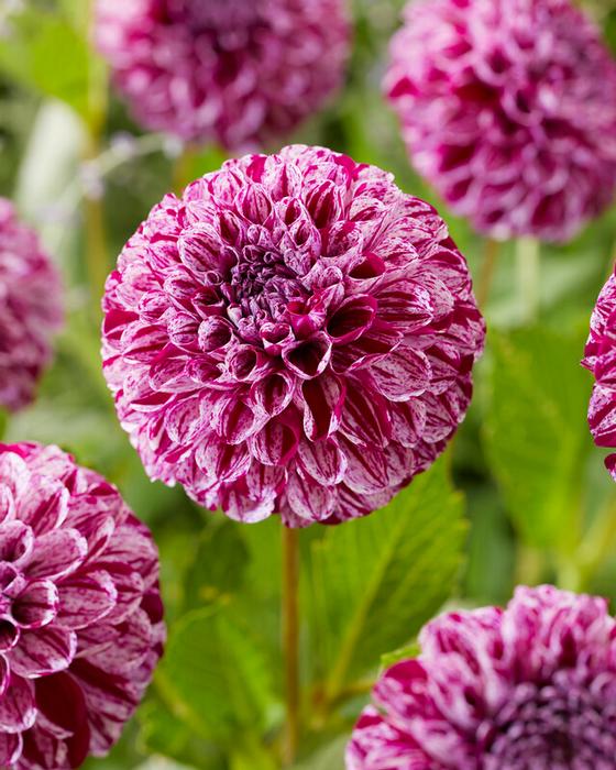 Wholesale Dahlia Ball 'Marble Ball' (Ships in Spring) - Dahlia | A.D.R. Bulbs