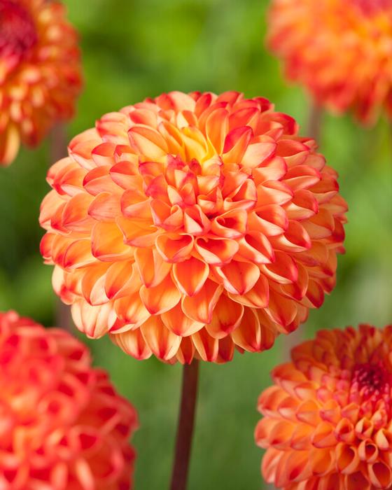 Wholesale Dahlia Ball 'Mirella' (Ships in Spring) - Dahlia | A.D.R. Bulbs