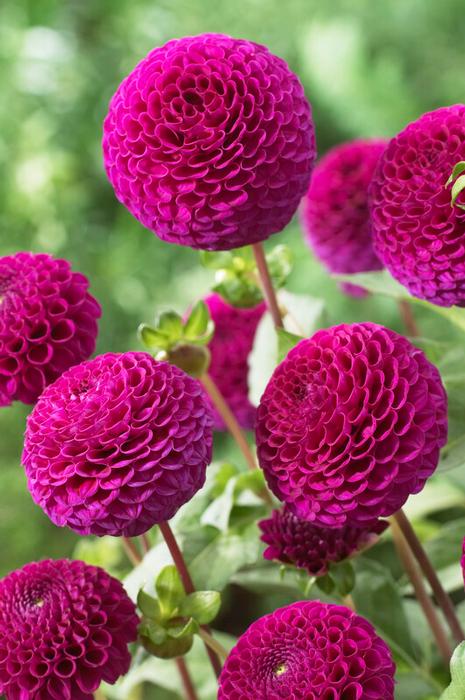 Wholesale Dahlia Pompon 'Rocco' (Ships in Spring) - Dahlia | A.D.R. Bulbs