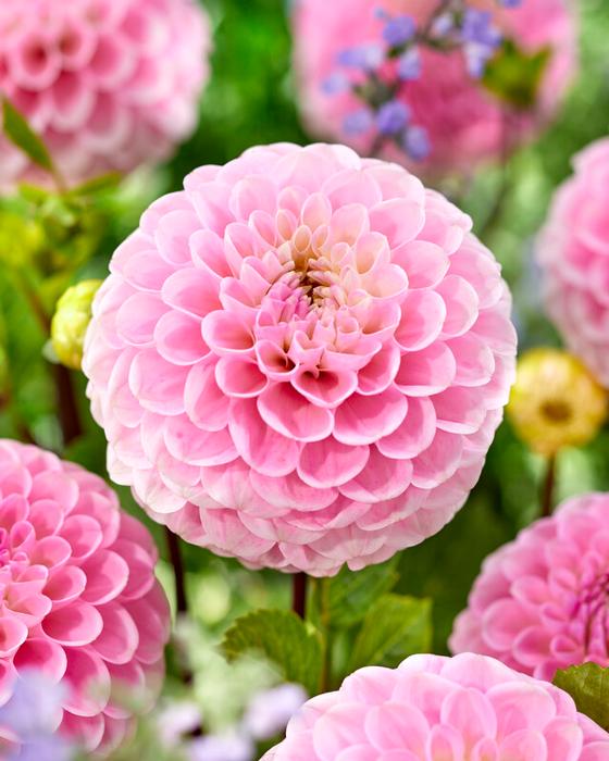 Wholesale Dahlia Ball 'Wizard of Oz' (Ships in Spring) - Dahlia | A.D.R. Bulbs