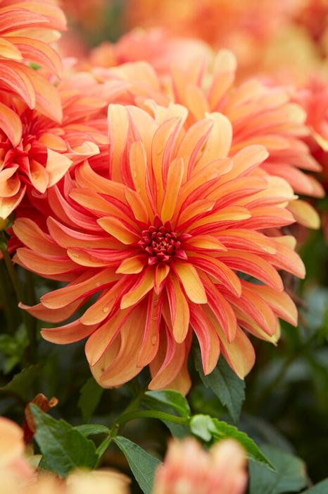 Wholesale Dahlia Gallery 'Cobra' (Ships in Spring) - Dahlia | A.D.R. Bulbs
