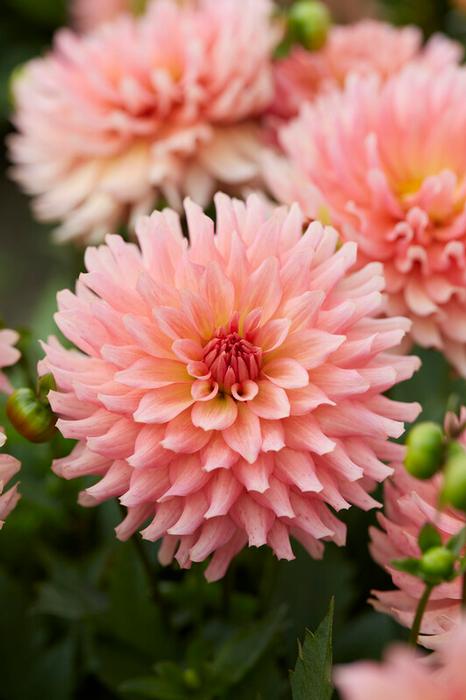 Wholesale Dahlia Gallery 'Leonardo' (Ships in Spring) - Dahlia | A.D.R. Bulbs