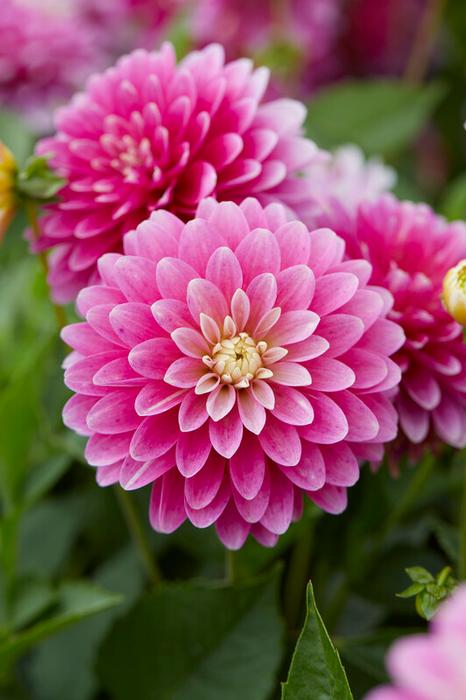 Wholesale Dahlia Gallery 'Rembrandt (Ships in Spring) - Dahlia | A.D.R. Bulbs