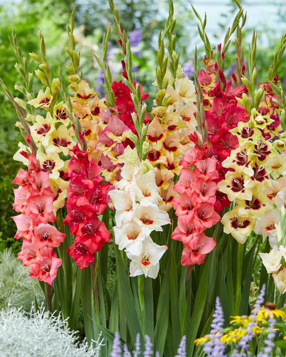 Wholesale Gladiolus Bambino 'Mixture' (Ships in Spring) - Gladiolus | A.D.R. Bulbs