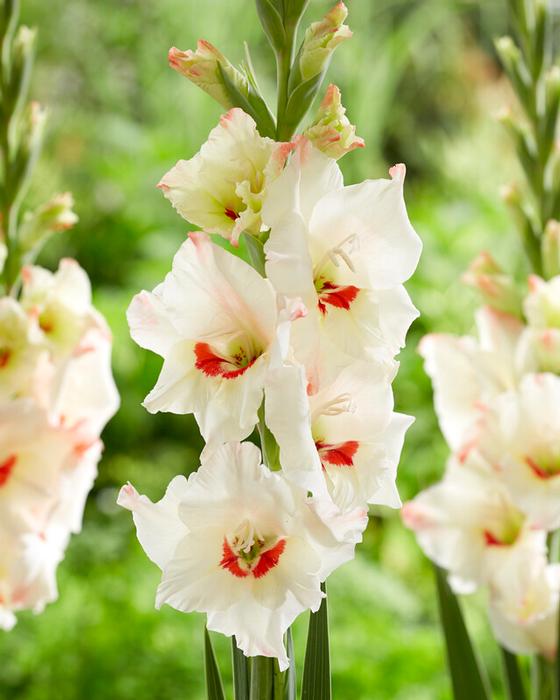 Wholesale Gladiolus Bambino 'Candy Bar' (Ships in Spring) - Gladiolus | A.D.R. Bulbs