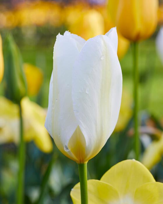 Wholesale Tulipa Emperor 'White Emperor' - Tulip | A.D.R. Bulbs