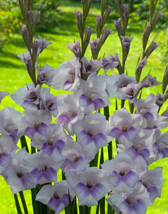 Wholesale Gladiolus Bambino 'Condor Pasa' (Ships in Spring) - Gladiolus | A.D.R. Bulbs
