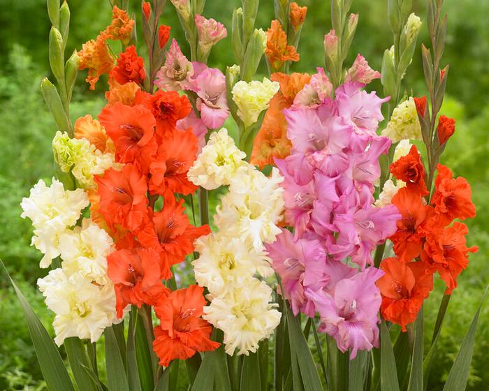 Wholesale Gladiolus Large Flowering 'Frizzle Mix' (Ships in Spring) - Gladiolus | A.D.R. Bulbs