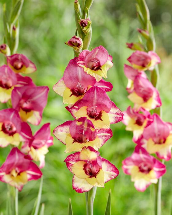 Wholesale Gladiolus Bambino 'Vasto' (Ships in Spring) - Gladiolus | A.D.R. Bulbs
