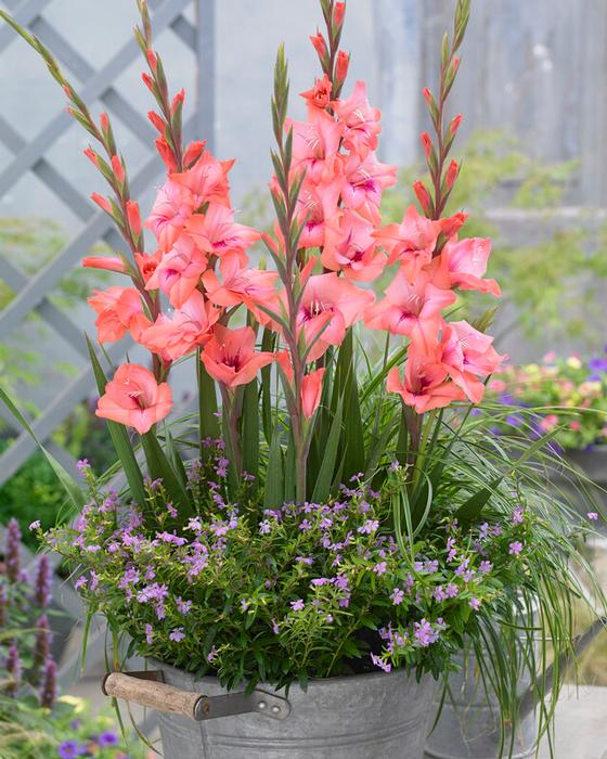 Wholesale Gladiolus Bambino 'Whitney' (Ships in Spring) - Gladiolus | A.D.R. Bulbs