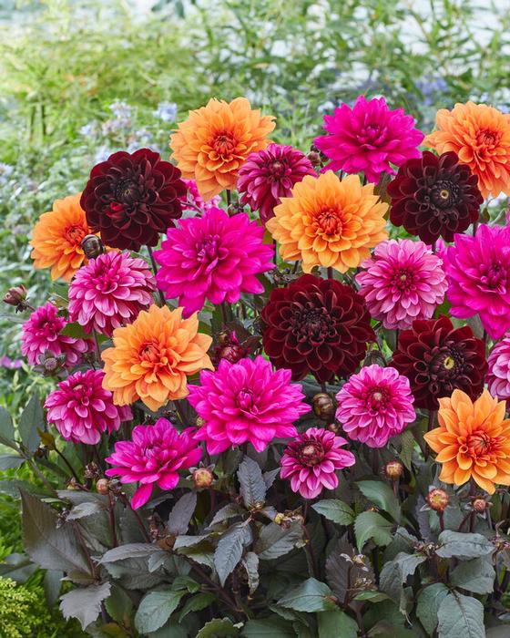 Wholesale Dahlia Blend 'Blushing Purple Mix' (Ships In Spring) - Dahlia | A.D.R. Bulbs