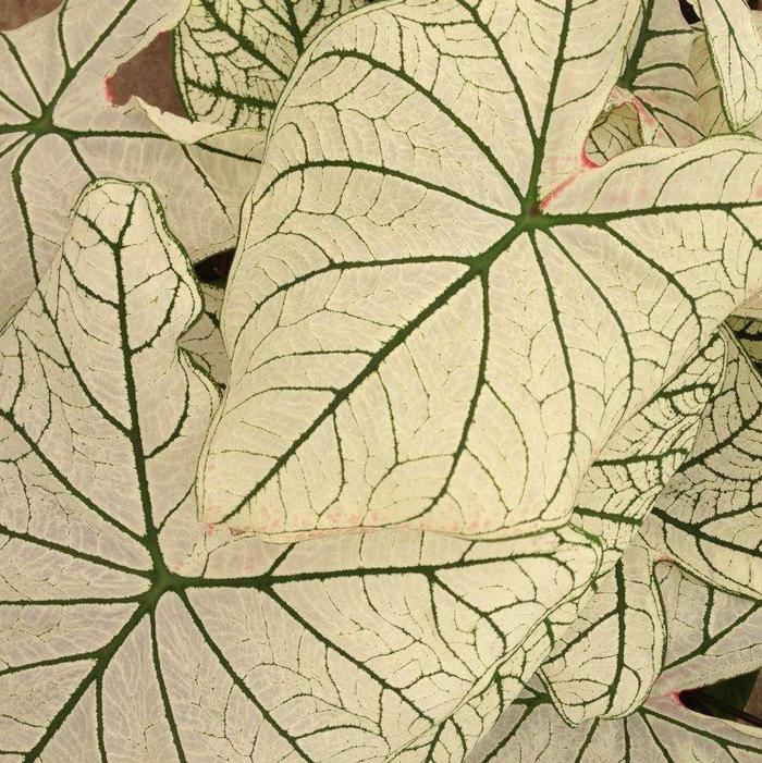Wholesale Caladium Fancy Leaf 'Candidum Senior' (Ships in Spring) - Caladium | A.D.R. Bulbs