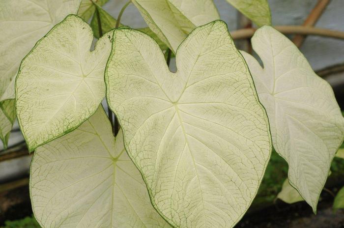 Wholesale Caladium Fancy Leaf 'Garden White' (Ships in Spring) - Caladium | A.D.R. Bulbs