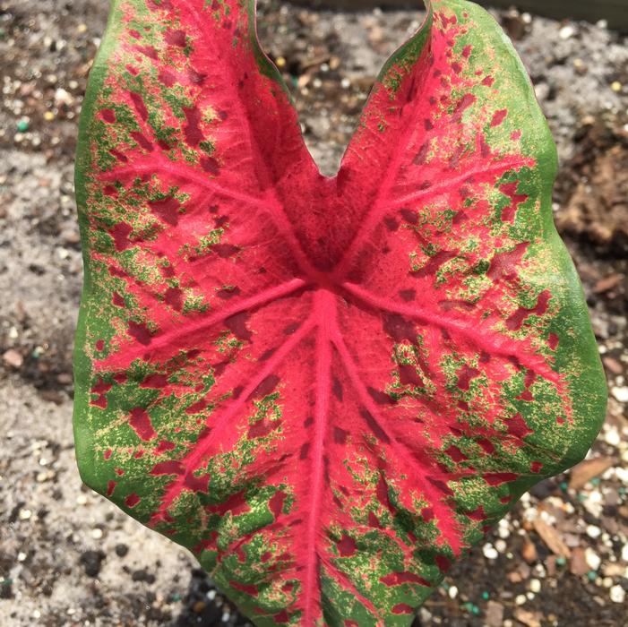 Wholesale Caladium Variegated Leaf 'Wildfire' (Ships in Spring) - Caladium | A.D.R. Bulbs