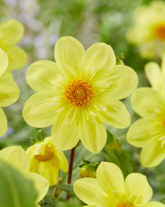 Wholesale Dahlia Collarette 'Kelsey Sunshine' (Ships in Spring) - Dahlia | A.D.R. Bulbs