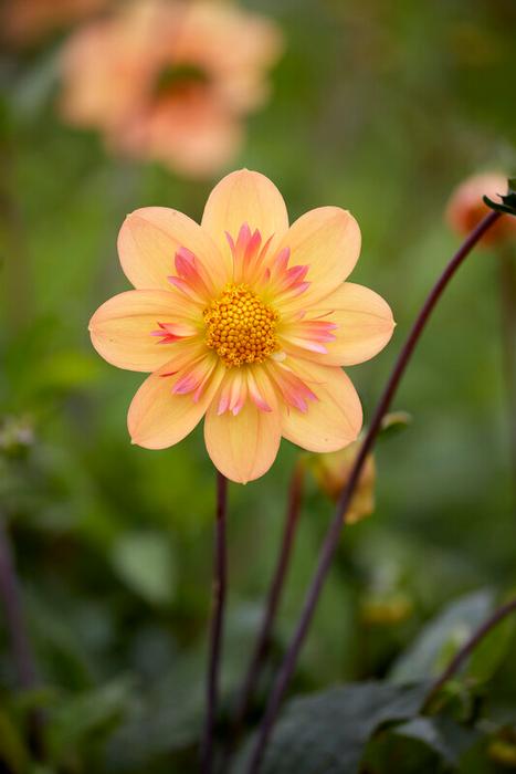 Wholesale Dahlia Collarette 'Kelsey Annie Joy' (Ships in Spring) - Dahlia | A.D.R. Bulbs