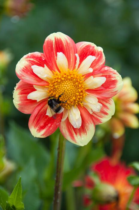 Wholesale Dahlia Collarette 'Pooh Swan Island' (Ships in Spring) - Dahlia | A.D.R. Bulbs