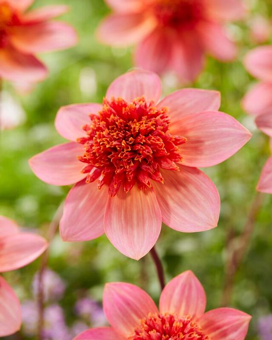 Wholesale Dahlia Anemone 'Totally Tangerine' (Ships in Spring) - Dahlia | A.D.R. Bulbs