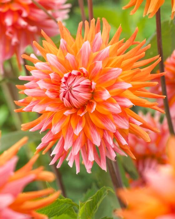 Wholesale Dahlia Cactus 'Okapis Sunset' (Ships in Spring) - Dahlia | A.D.R. Bulbs