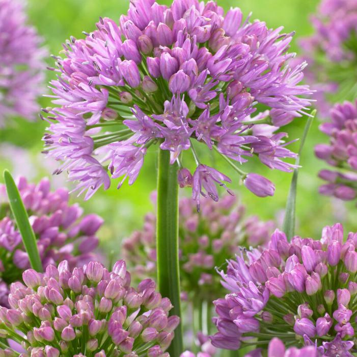 Wholesale Allium (SPRING) 'Millenium' - Ornamental Onion | A.D.R. Bulbs