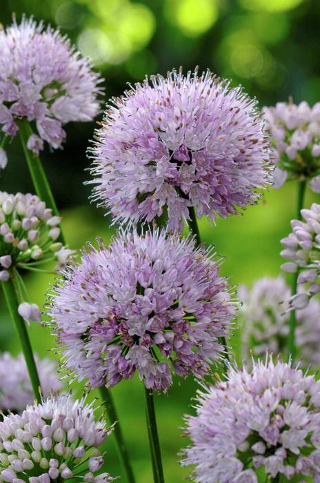 Wholesale Allium (SPRING) 'Summer Beauty' - Ornamental Onion | A.D.R. Bulbs