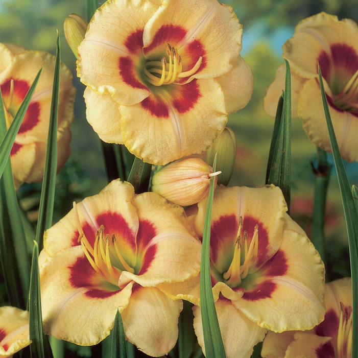 Wholesale Hemerocallis rebloomer 'Custard Candy' (Ships in Spring) - Daylily | A.D.R. Bulbs