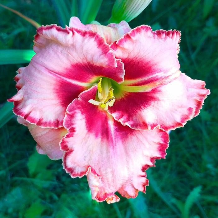 Wholesale Hemerocallis rebloomer 'Lies and Lipstick' (Ships in Spring) - Daylily | A.D.R. Bulbs