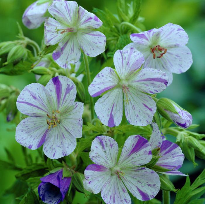 Wholesale Geranium pratense 'Delft Blue' (Ships in Spring) - Cranesbill | A.D.R. Bulbs