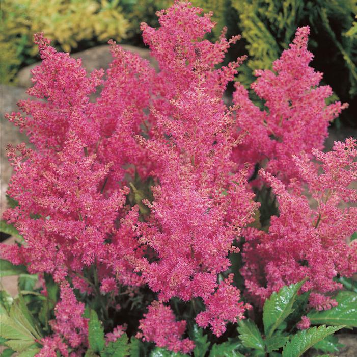Wholesale Astilbe japonica 'Rheinland' (Ships in Spring) - False Spirea | A.D.R. Bulbs