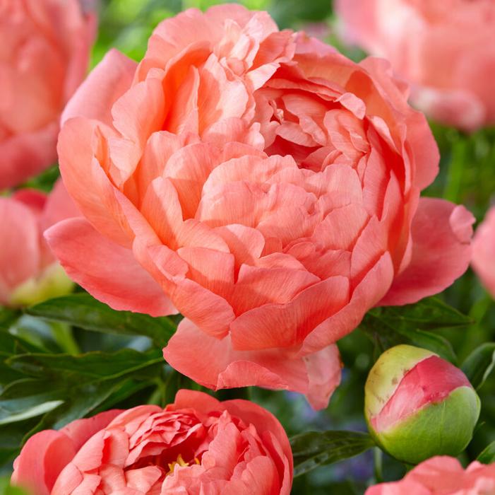Wholesale Paeonia 'Coral Sunset' (Ships in Spring) - Garden Peony | A.D.R. Bulbs