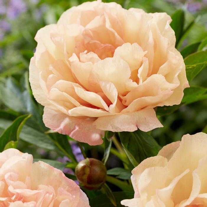 Wholesale Paeonia Itoh 'Canary Brilliants' (Ships in Spring) - Intersectional Peony | A.D.R. Bulbs