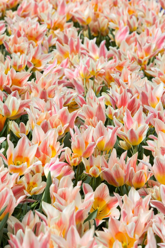 Wholesale Tulipa Bunch Flowering 'Quebec' - Tulip | A.D.R. Bulbs