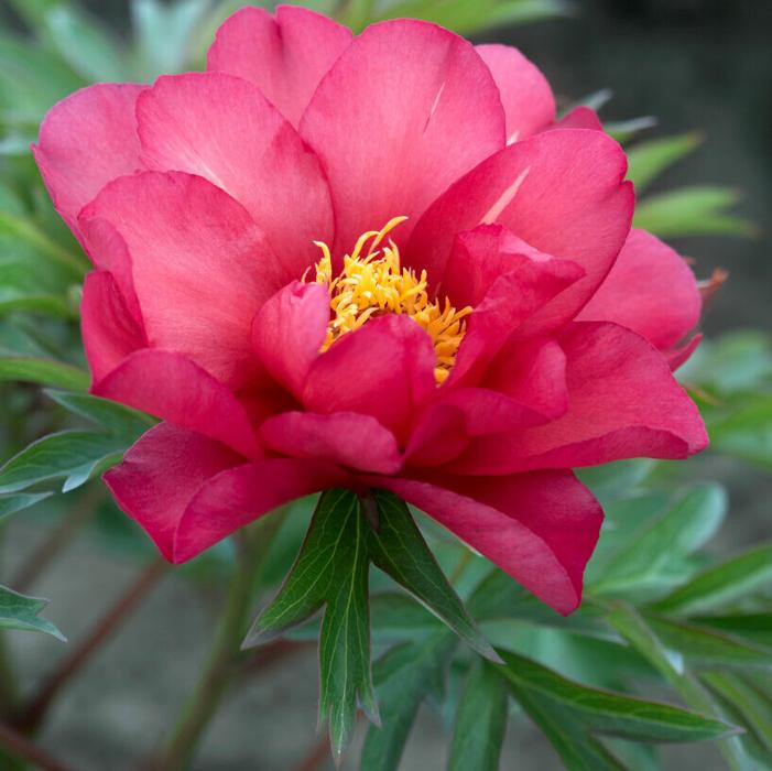 Wholesale Paeonia Itoh 'Julia Rose' (Ships in Spring) - Intersectional Peony | A.D.R. Bulbs