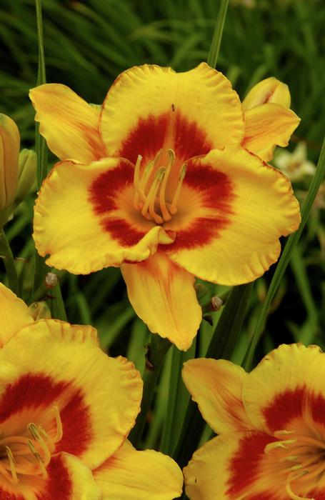 Wholesale Hemerocallis rebloomer 'Fooled Me' (Ships in Spring) - Daylily | A.D.R. Bulbs