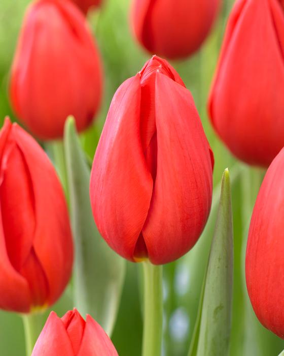 Wholesale Tulipa Single Late 'Kingsblood' - Tulip | A.D.R. Bulbs