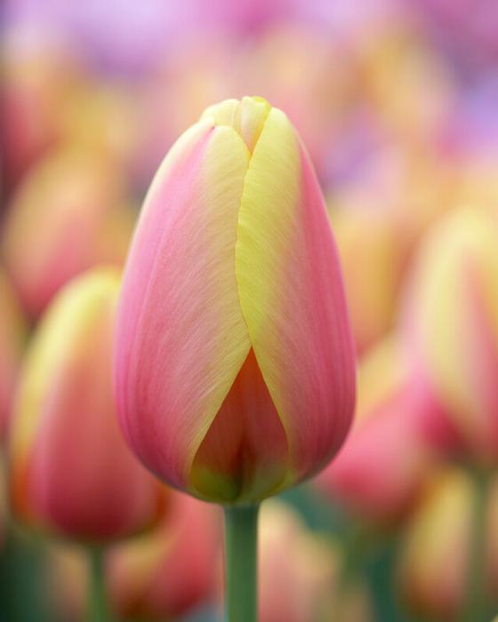 Tulipa Darwin Hybrid 'World Peace' - Tulip from ADR Bulbs