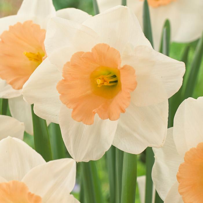 Wholesale Narcissi Large Cupped 'Peaches and Cream' - Daffodil | A.D.R. Bulbs