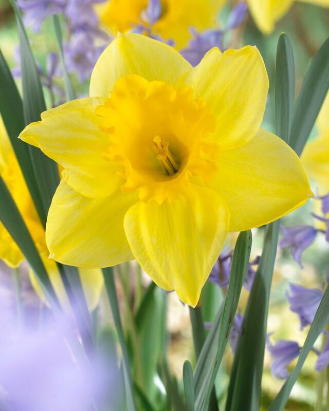 Wholesale Narcissi Large Cupped 'Carlton' - Daffodil | A.D.R. Bulbs