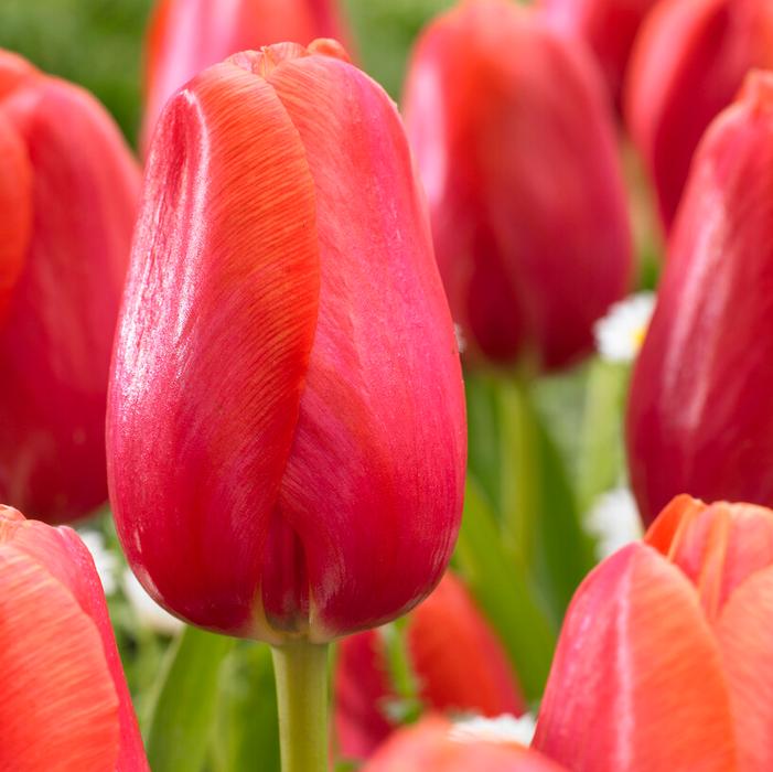 Wholesale Tulipa Single Late 'Avignon' - Tulip | A.D.R. Bulbs