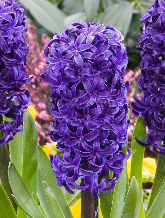 Hyacinthus Orientalis 'Blue Star' - Hyacinth from ADR Bulbs