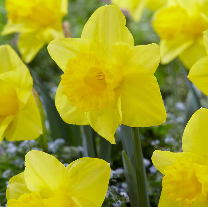 Narcissus Arkle