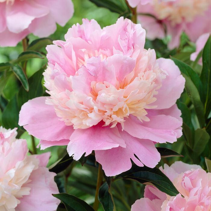 Paeonia Sorbet (Ships in Spring) - Garden Peony from ADR Bulbs