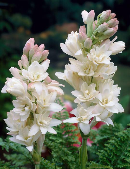 Polianthes Tuberose 'The Pearl' (Ships in Spring) - Tuberosa from ADR Bulbs