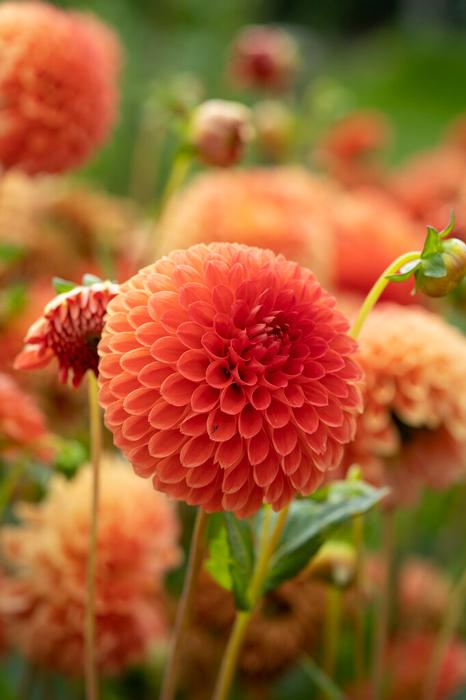 Wholesale Dahlia Ball 'Safe Shot' (Ships in Spring) - Dahlia | A.D.R. Bulbs