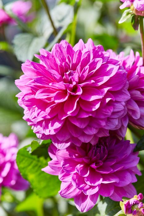 Dahlia Decorative 'Lucky Number' (Ships in Spring) - Dahlia from ADR Bulbs