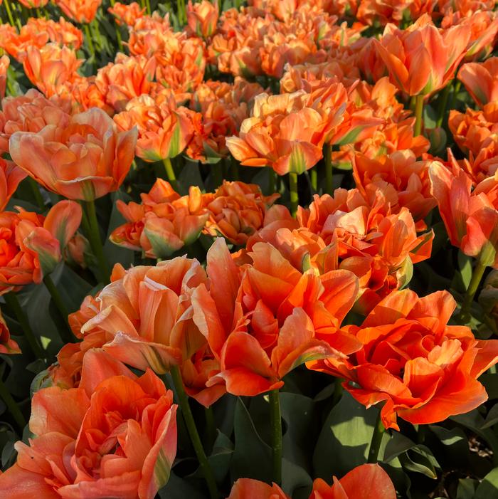 Wholesale Tulipa Emperor 'Disneyland Paris' - Tulip | A.D.R. Bulbs