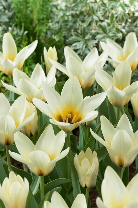 Wholesale Tulipa Greigii 'Concerto' - Tulip | A.D.R. Bulbs